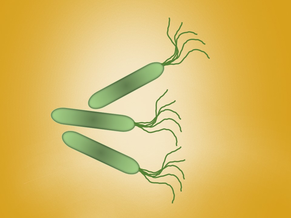 ヘリコバクターピロリを除菌しよう